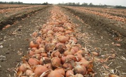 What is the onion yield per 1 hectare and how to increase it
