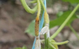 Why do cucumber ovaries turn yellow and what to do to save the harvest?