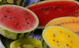 The most delicious varieties of watermelons: description and characteristics