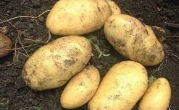 Time-tested oldest potato variety Lorch
