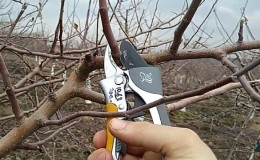 Timing, instructions and diagrams for pruning an apple tree in the fall for beginners