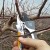 Timing, instructions and diagrams for pruning an apple tree in the fall for beginners