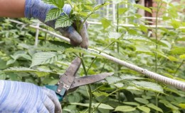 How to properly prune raspberries in the summer in July and why it is necessary