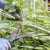 How to properly prune raspberries in the summer in July and why it is necessary