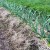 Secrets of caring for winter garlic in spring