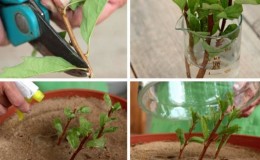 Propagation of spirea by cuttings in the summer for beginners: rooting methods and further actions