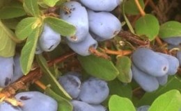 Frost-resistant sweet variety of honeysuckle Borealis