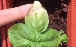 We find out why basil turns yellow and eliminate the problem effectively