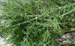 Recommendations for caring for and growing Kibray dill: how to protect against pests and properly harvest