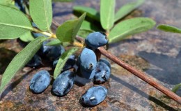 Why honeysuckle berries and flowers fall off and what to do about it