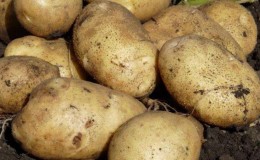 High-yielding potato variety White Swan with large tubers