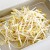 What are the benefits of bean sprouts, how to sprout them correctly and cook them deliciously