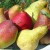 The sweetest and juiciest varieties of pears