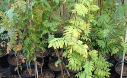 Guide to planting rowan in spring from A to Z