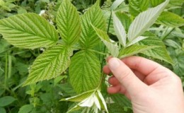How to properly prepare raspberry leaves for tea at home for the winter