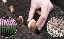 When to plant tulips in autumn in open ground