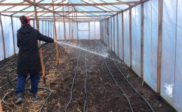 Why cucumbers don’t grow in a greenhouse and how to effectively deal with this problem