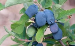 A selection of the best, tasty and sweet honeysuckle varieties for growing in different regions
