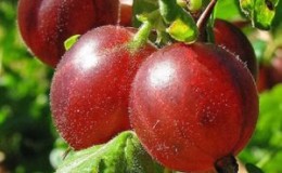 High-yielding gooseberry variety with dark red fruits Russian
