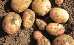 Potato variety Galaxy with excellent taste and long shelf life