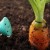 Instructions for watering carrots in August in open ground for beginner gardeners