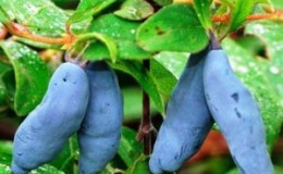 A selection of the best honeysuckle varieties for central Russia