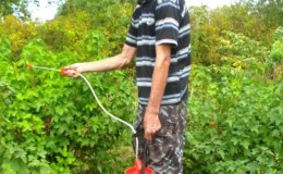 How to treat currant and gooseberry bushes in the spring against pests and diseases