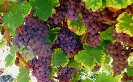 What are technical grape varieties and which ones are the best?