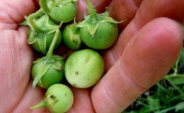 Step-by-step instructions: how to grow potatoes from seeds at home
