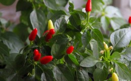 Instructions for growing ornamental peppers A small miracle at home