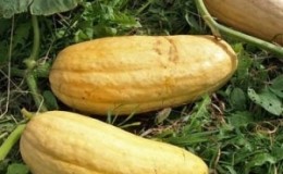 A fleshy and light pumpkin variety, Pastila Champagne, with juicy pulp and a unique aroma.