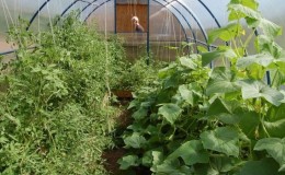 Is it possible to grow cucumbers and tomatoes together in one polycarbonate greenhouse?