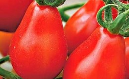 How to grow the Red Pear tomato on your own plot: review of the variety and secrets of care from experienced gardeners