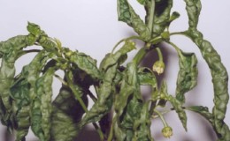 How and with what to combat diseases of pepper seedlings