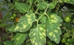 What to do if yellow spots appear on tomato leaves: diagnose the cause and effectively combat it