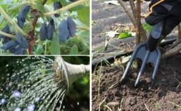 How and what to water honeysuckle correctly: instructions for all seasons and periods
