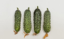 Easy-to-care early cucumber Temp for salads and preservation