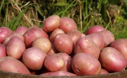 Mid-late potato variety Aladdin, suitable for various climatic conditions