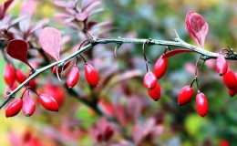 What does barberry look like and what is it?