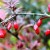 What does barberry look like and what is it?