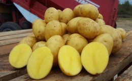 High-yielding, mid-season potato variety with a powerful root system Yanka