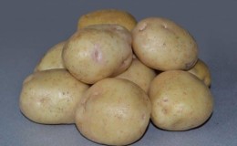 An incredible combination of unpretentiousness and productivity of the Nevsky potato variety