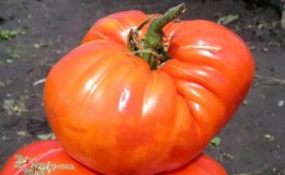 We collect 5-6 kg of tomatoes from a bush, growing a Sugar Giant tomato