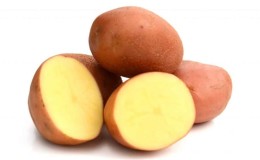 Arosa potato variety, capable of growing even in the most difficult climatic conditions