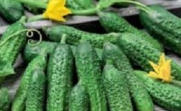 Why do many summer residents love the Amur cucumber hybrid so much: a review of characteristics, advantages and disadvantages
