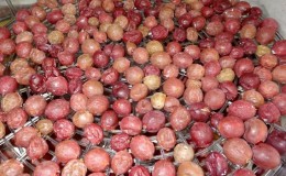 Step-by-step instructions on how to dry gooseberries in an electric dryer and how to store and use ready-made berries