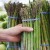 What is asparagus good for weight loss and how to eat it correctly when fighting excess weight