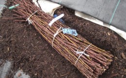 Methods for storing grape cuttings in winter and germination in spring