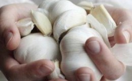 Secrets of effectively growing garlic at home and on an industrial scale as a business
