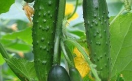 Review of hybrid cucumber Emelya: advantages and disadvantages, care features